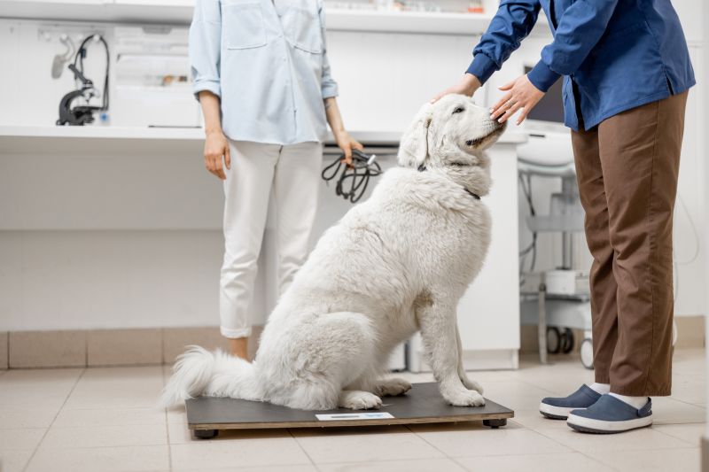 Diet Dog Food