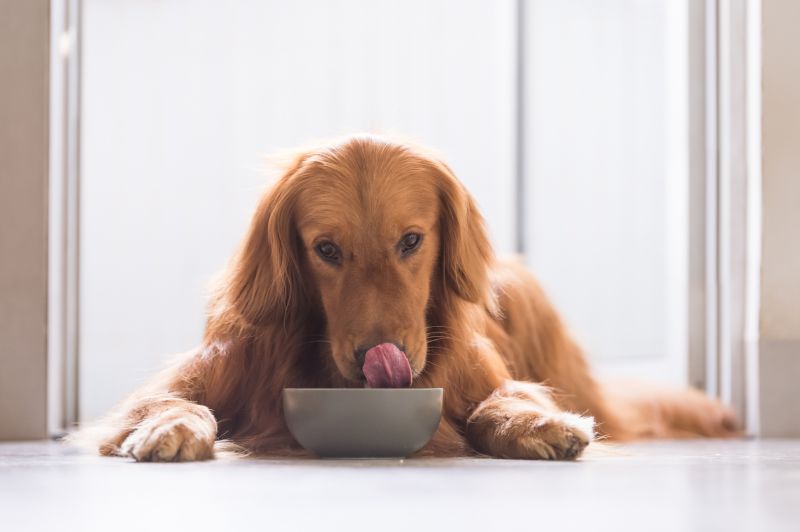 Cure Dog Bloat