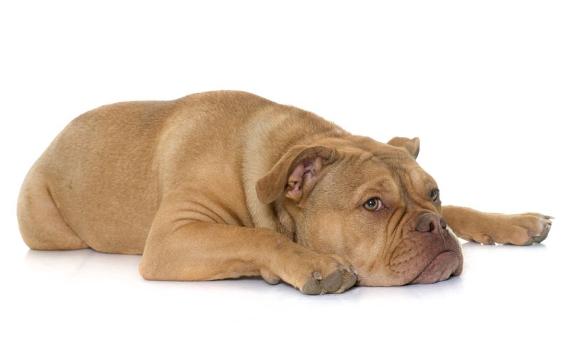 Cure Dog Bloat